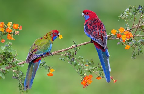 Parrot Wallpaper Screenshots 8