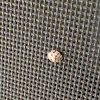 Ash Gray Ladybug