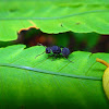 Black Furry Ant