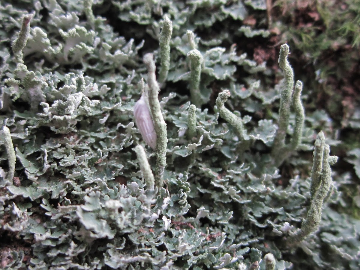 leaf-like lichen !