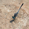 Ground Skimmer