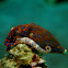 Greater Blue-Ringed Octopus