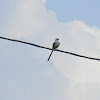 scissor-tailed flycatcher