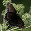 Red-Spotted Purple