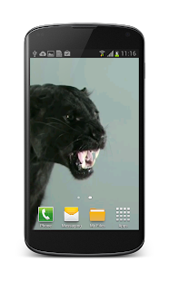 Lastest Puma Cat Video Wallpaper APK
