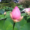 Water Lily, Lotus