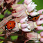 Seven-spot ladybird