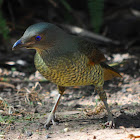 Satin Bowerbird (female)
