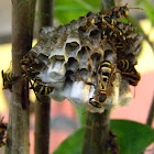 paper wasps