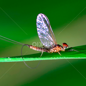 by A Friyana Wiradikarta - Animals Insects & Spiders