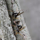 Giant Ichneumon Wasp