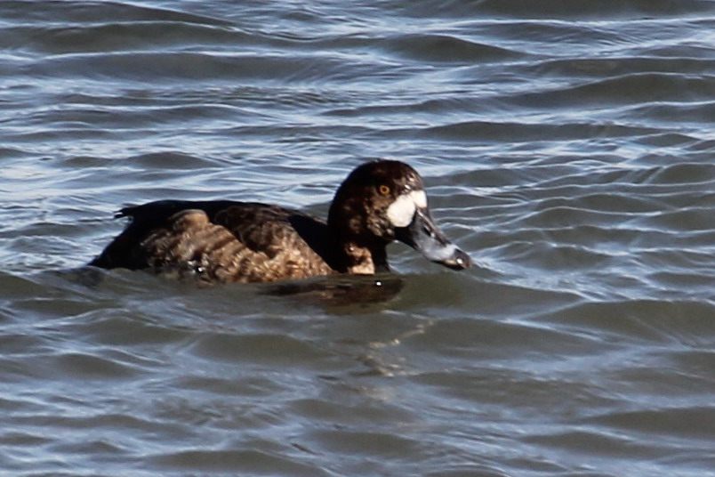 Greater Scaup, m & f