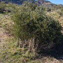 Creosote bush