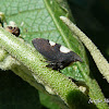 Two-Marked Treehopper