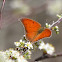 Goatweed Leafwing