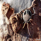 Common Gum Tree Shield Bug Nymph