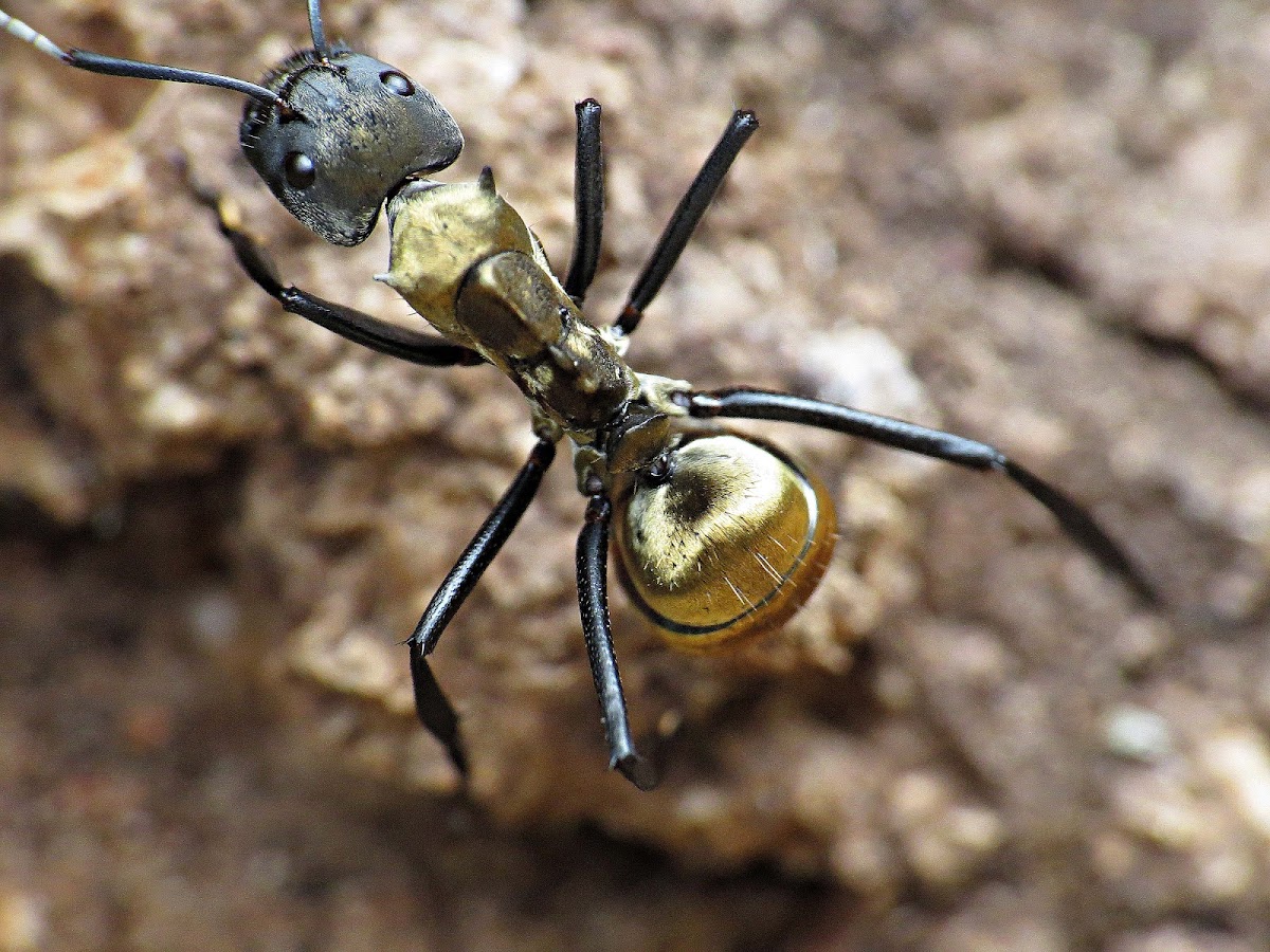 Formiga dourada - Golden ant