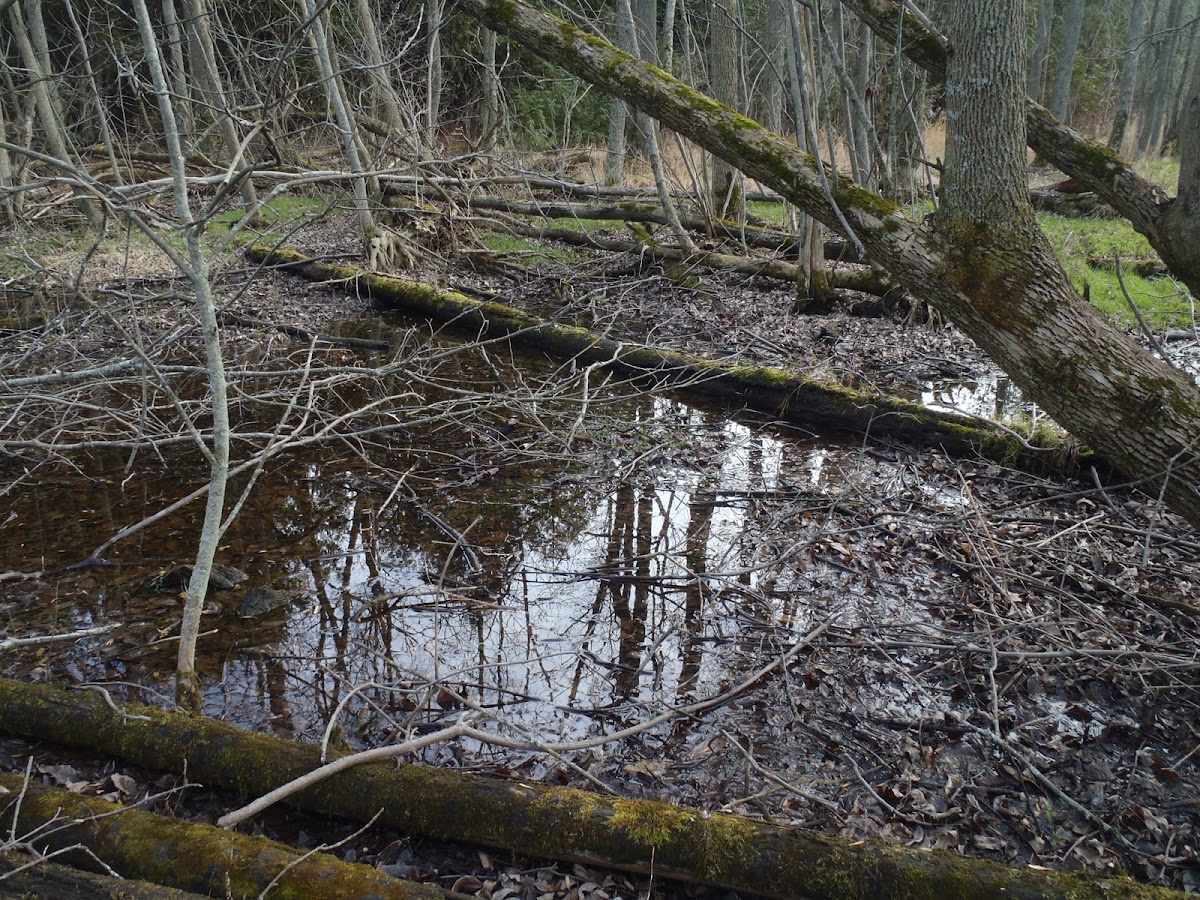 Unique Deciduous Forest | Project Noah