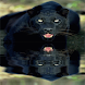 Reflecting Cougar Live Wallpap