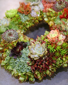 [succulent wreath[4].jpg]