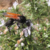 Sphecid wasp (female)