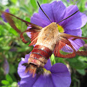 Hummingbird Clearwing