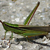 Obscure Bird Grasshopper