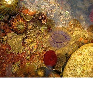 Coral Flower Wallpaper