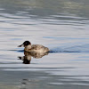 Andean ruddy duck (female)
