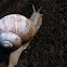 Weinbergschnecke Grapevine snail