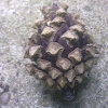 Conifer cone