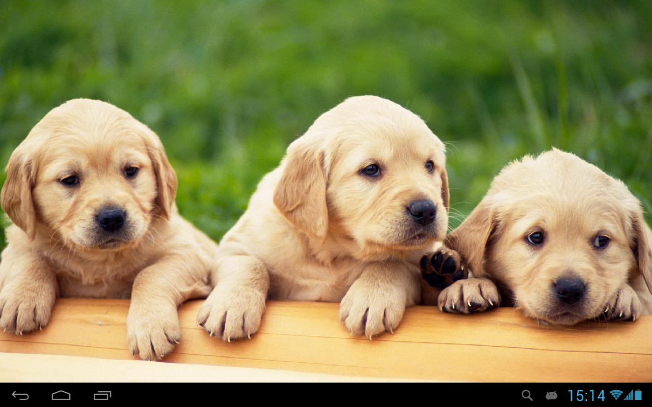 Puppies dogs live wallpaper - Android Apps on Google Play