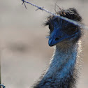 Emu