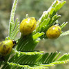 Acacia leaf beetle larvae