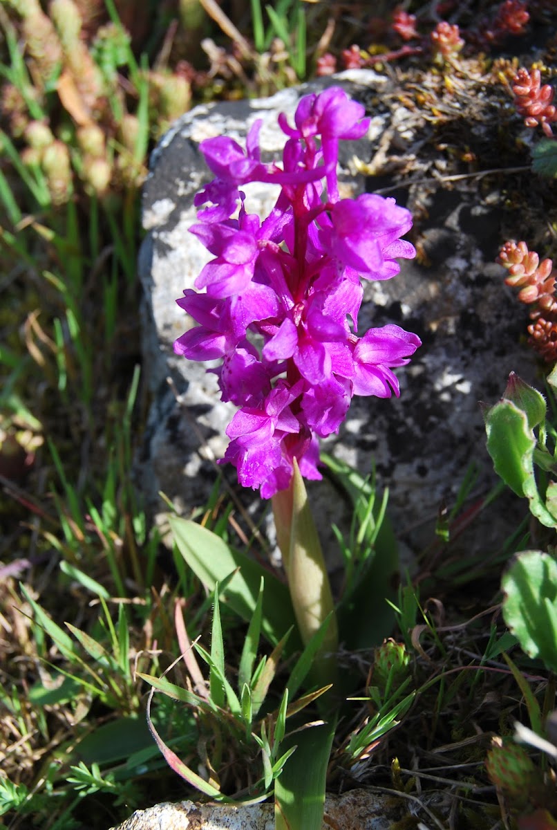 Early Purple Orchid