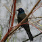 Common Grackle