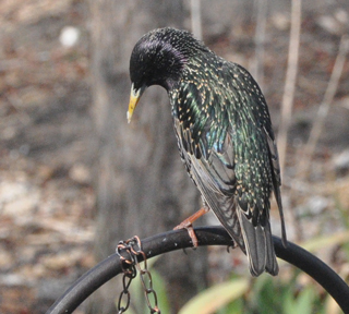 European Starling