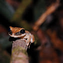 Common Bromeliad Treefrog