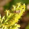 Scentless plant bug