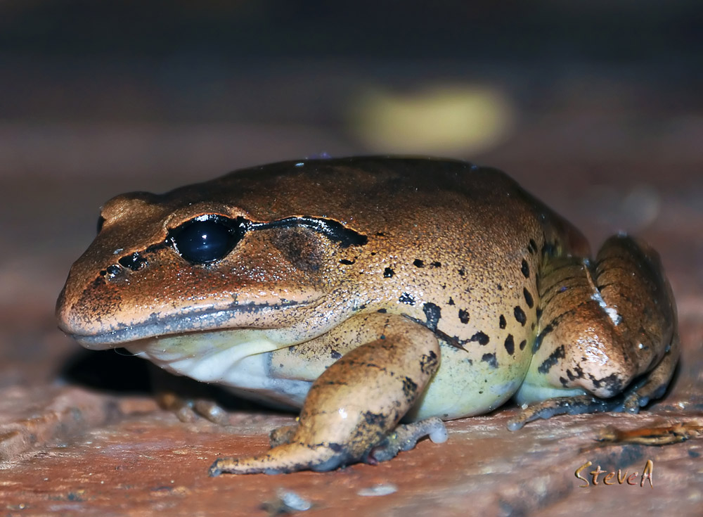 Great Barred Frog