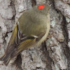 Ruby-crowned Kinglet