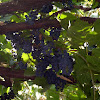 Black Wine Grapes