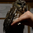 northern saw-whet owl