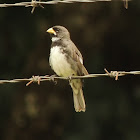 Double-Collared Seedeater