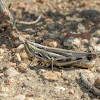Striped Slant-face Grasshopper