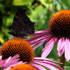 Peacock butterflies