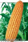 [corn_s[21].jpg]