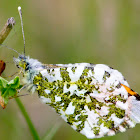 Orange Tip