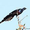 Meve's Long-tailed Starling