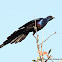 Meve's Long-tailed Starling